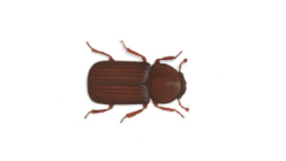 Scolytes