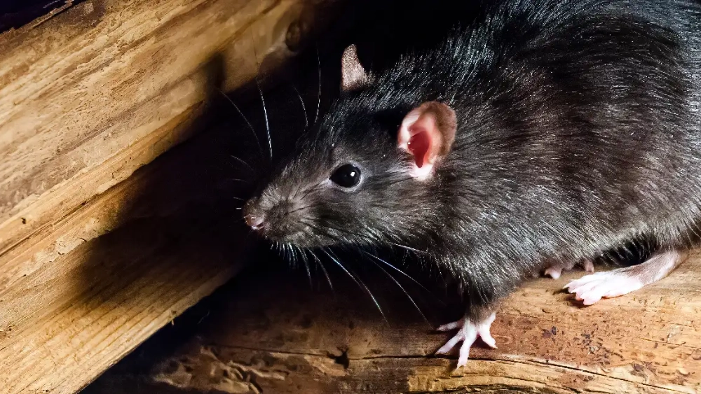 Roof rat