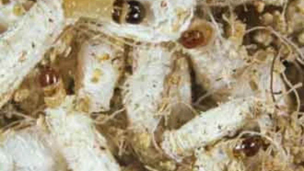 Case-bearing clothes moth
