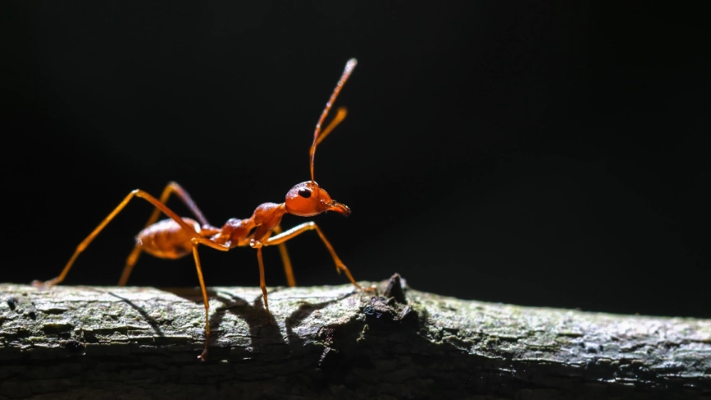 image-stock-fire-ant-getty-1342122820