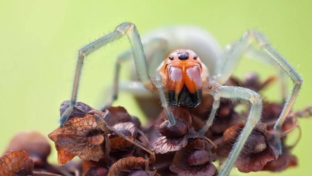 image-stock-pest-spider-yellow-sac-getty-images-641671160.webp