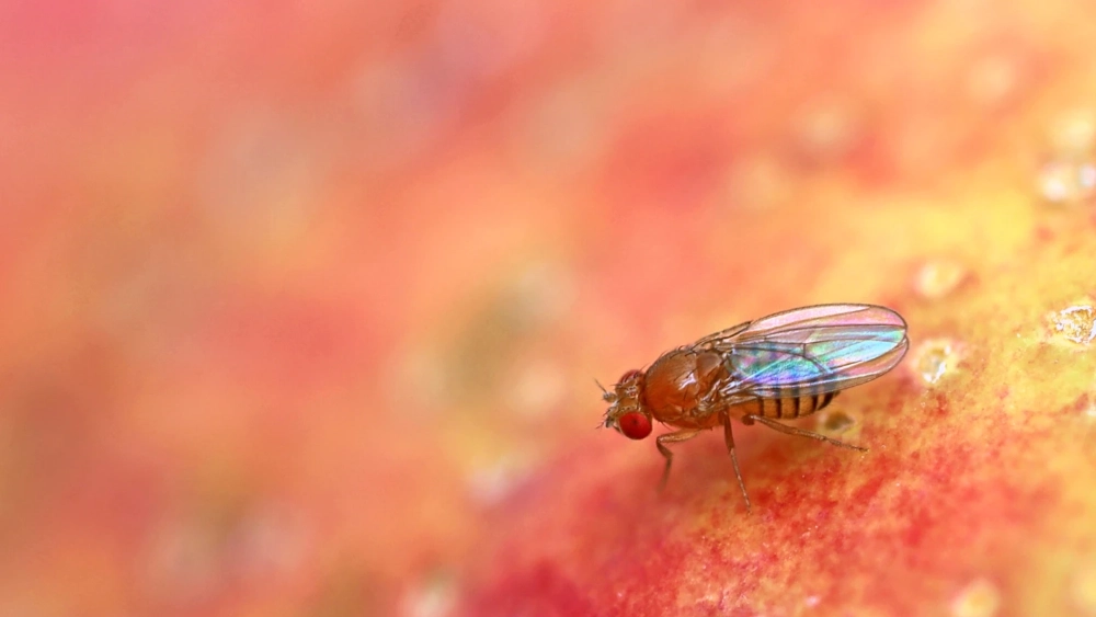 image-stock-flies-fruit-fly-on-fruit-getty-1337473338