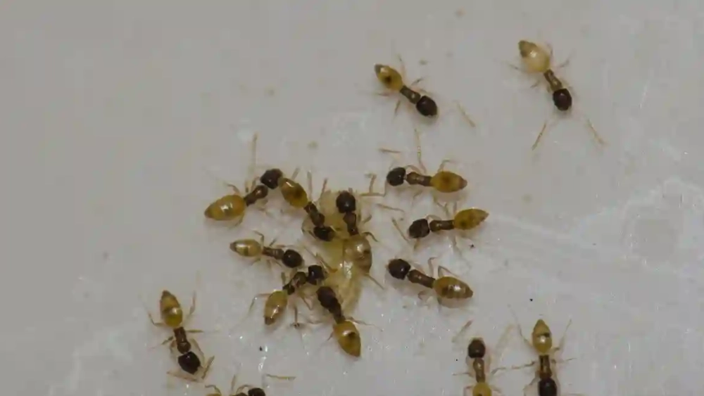 image-stock-ghost-ant-tapinoma-getty-1191633659 (1).webp