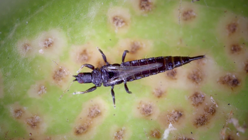 Thrip
