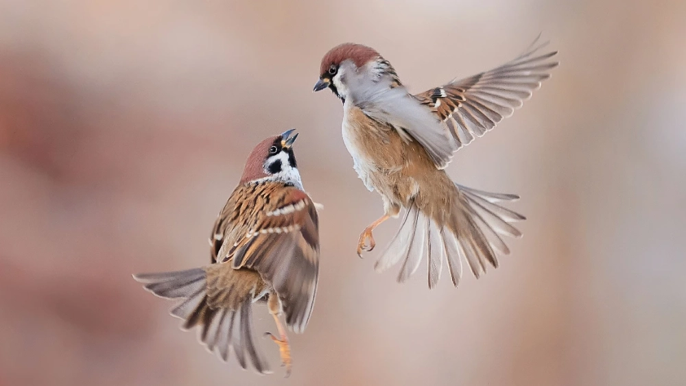 Bird deterrents and repellents