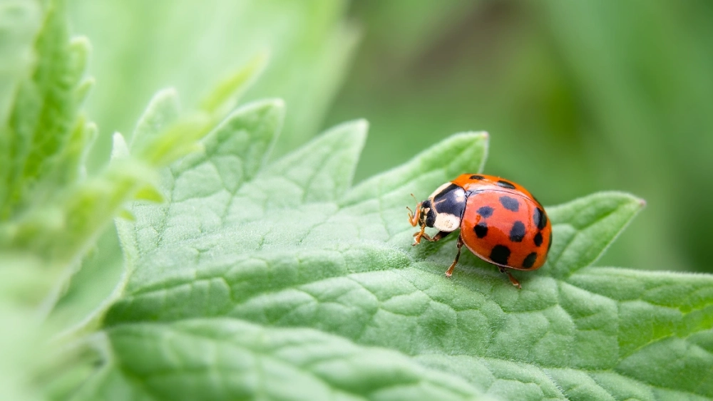 Coccinelle