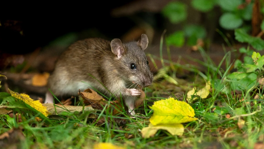 Norway rat