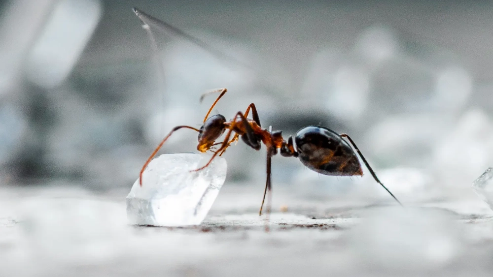image-stock-ants-close-up-of-ant-with-sugar-cube-getty-1016457290