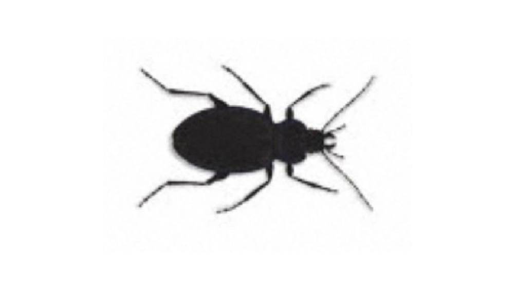 Carabes