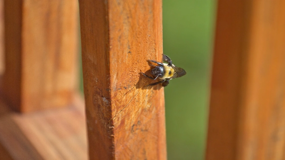 Abeille charpentière