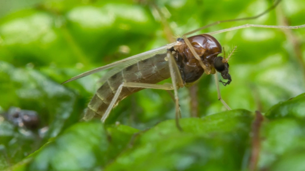 Mouche des sables (Spiriverpa Lunulata)