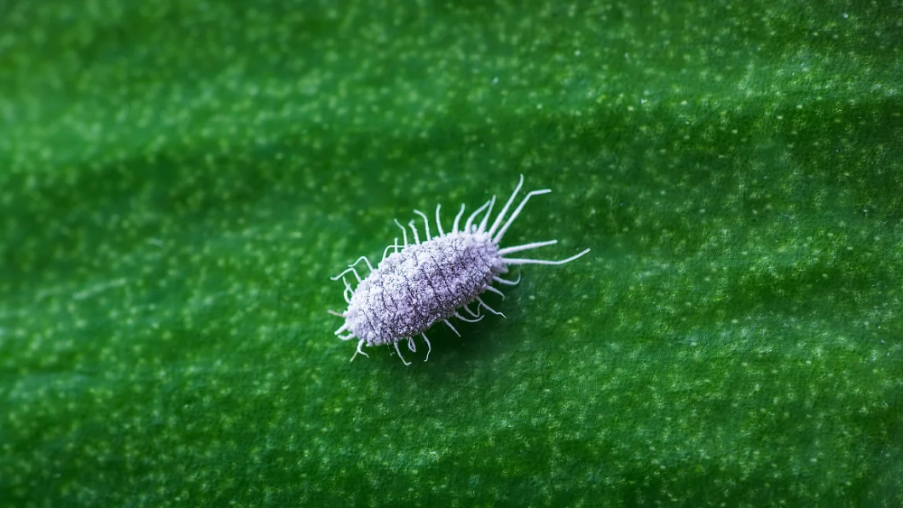 Cochenille farineuse