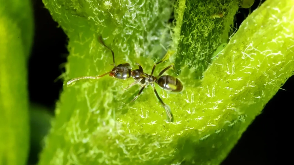 image-stock-1200-argentine-ant-linepithema-humile-1195095620.webp