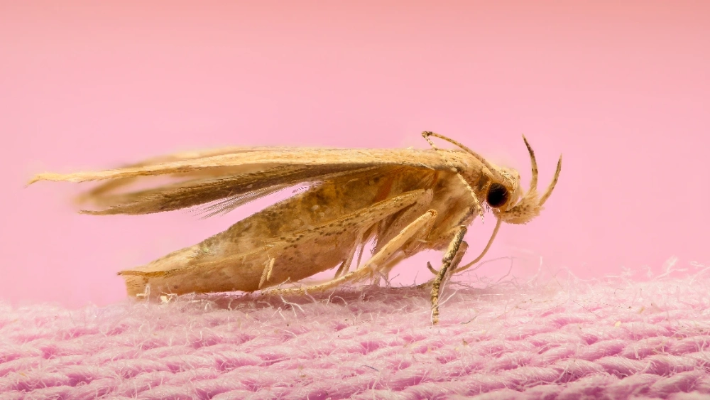 Common clothes moth