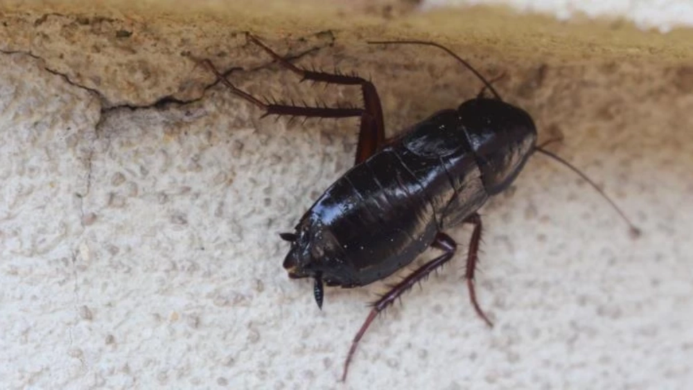 Blatte orientale