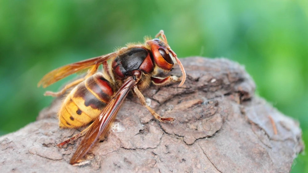European wasp and English wasp