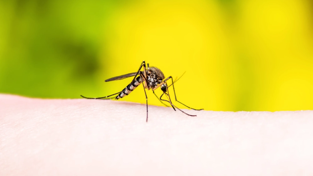 Types of mosquitoes