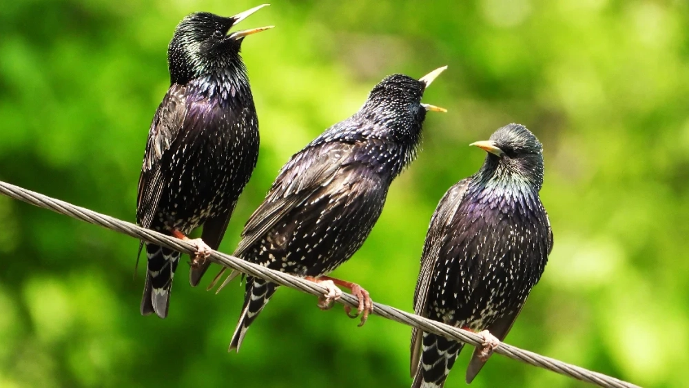 image-stock-three-starlings-green-background-getty-1151960706.webp