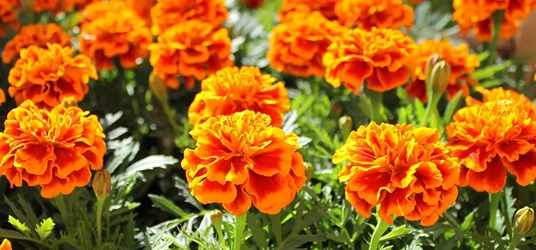 Marigold flowers