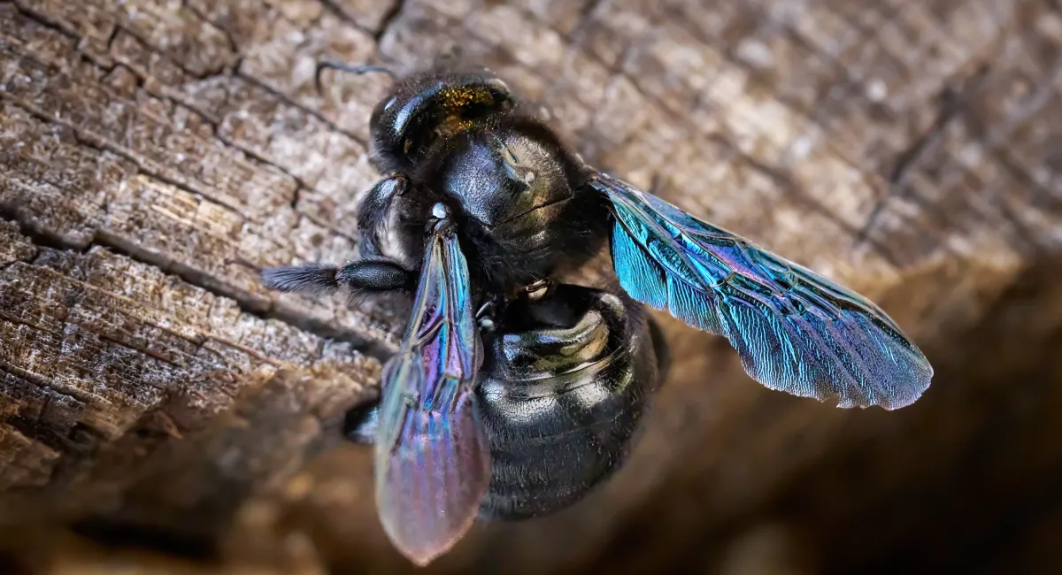 Blauwzwarte houtbij - Xylocopa violacea