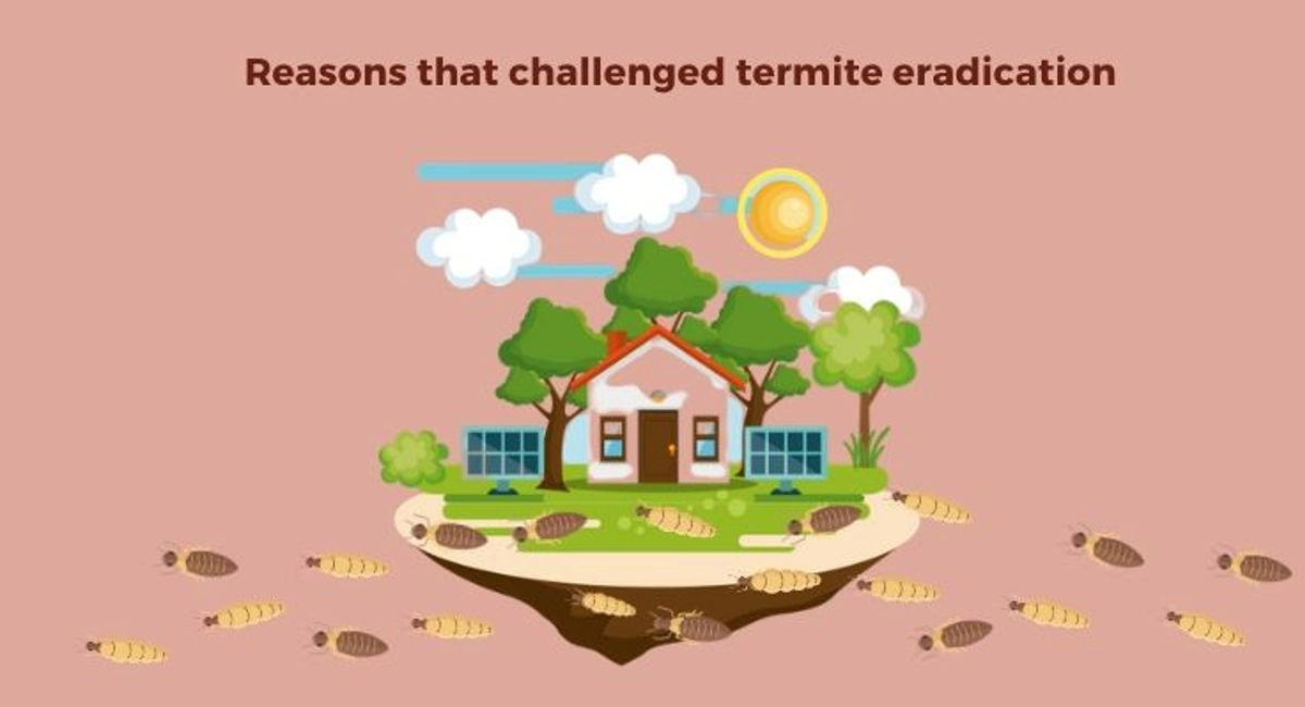 Debugged Blog Why It Is Challenging To Eradicate Termites Reasons That Challenge Termite Removal