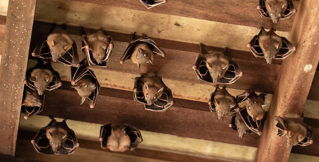 Bats hanging upside down in an attic