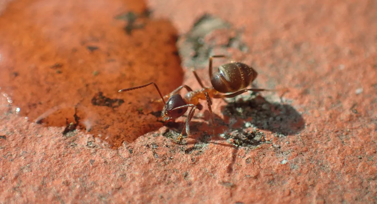 zwarte zaadmier - Tetramorium caespitum