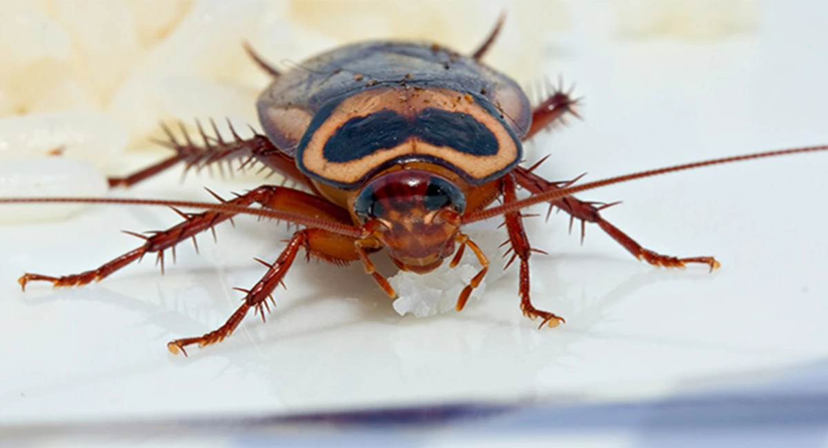 Cockroaches in hotels
