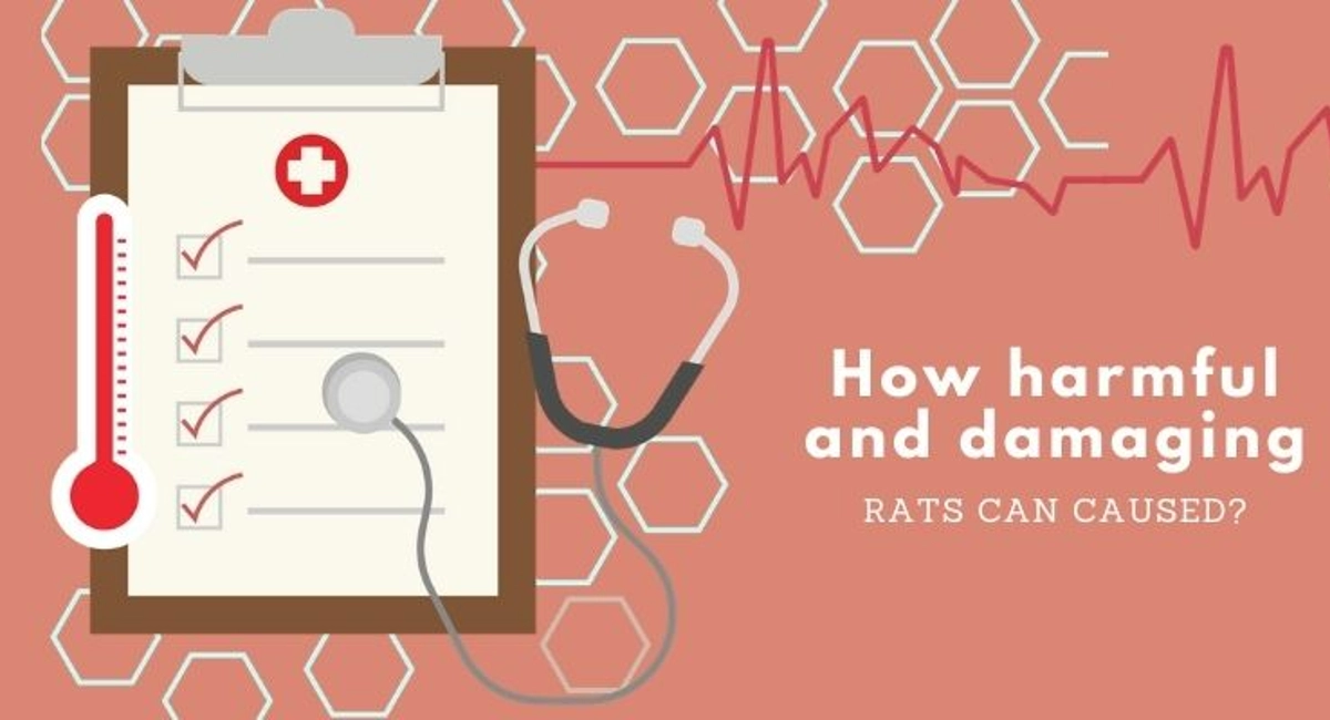 Debugged Blog Ten Questions To Ask About Rats Control Harm and Danger Caused by Rats