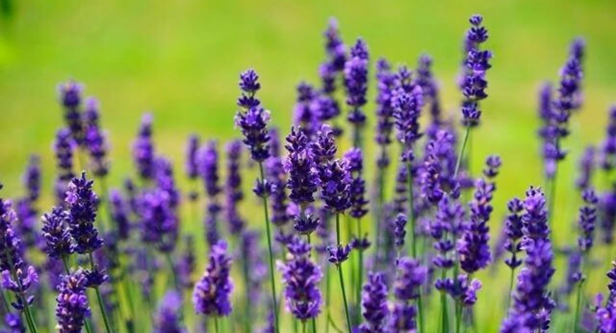 lavender as mosquito repellents