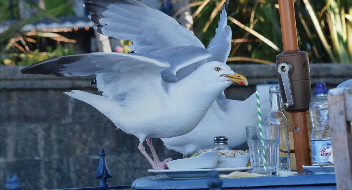 It’s time to take stock of your bird problems