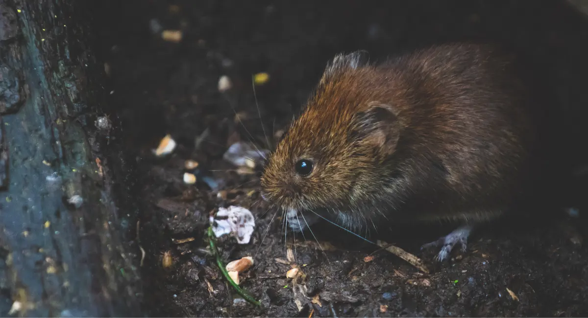 Rodent