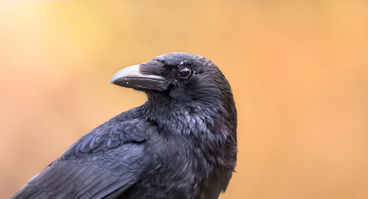 Debugged Blog Business May Face Pest Risk During COVID Birds