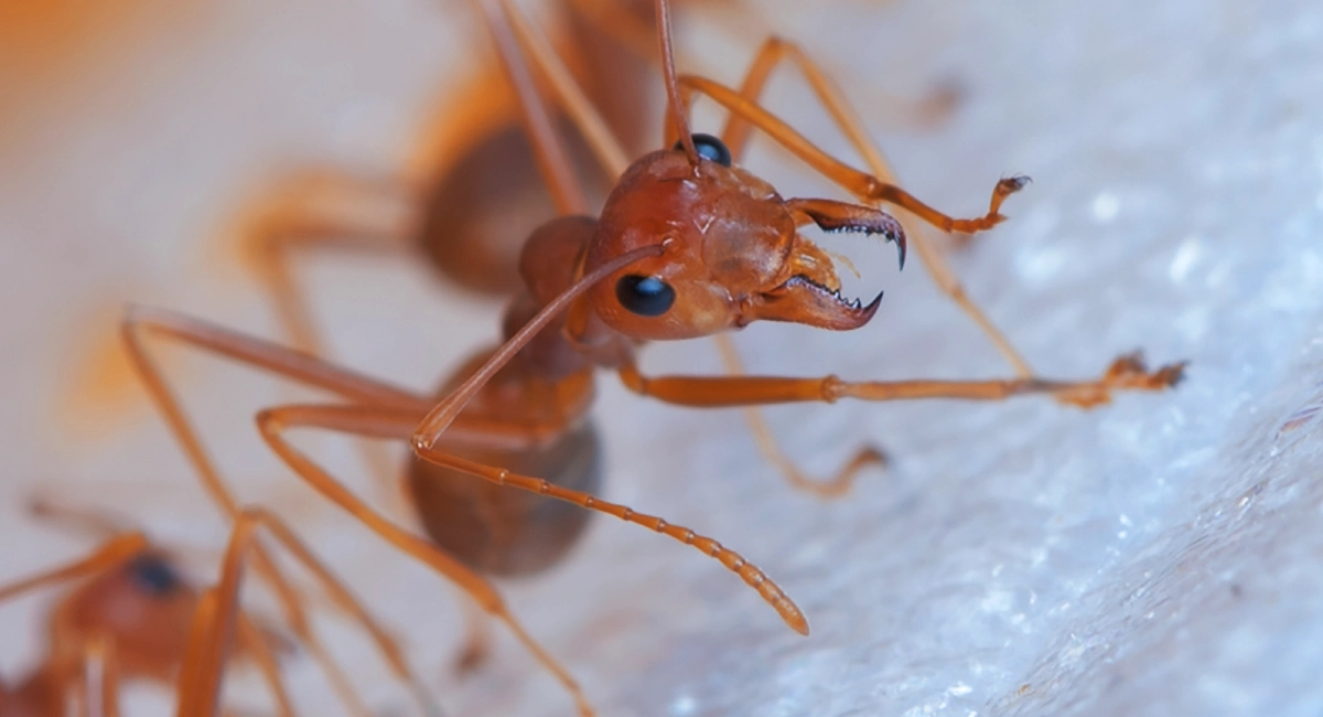 Rode steekmier - Myrmica rubra