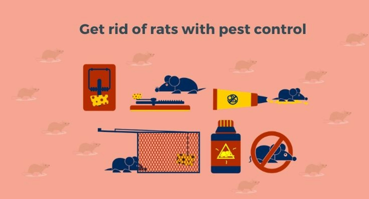 Debugged Blog 7 Facts You Did Not Know About Rats Get Rid of Rats With Pest Control