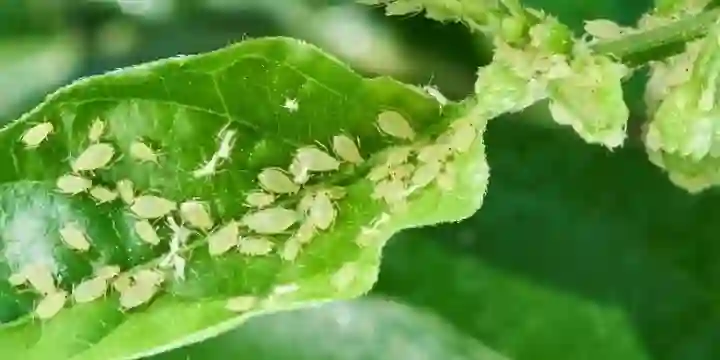 christmas tree pests