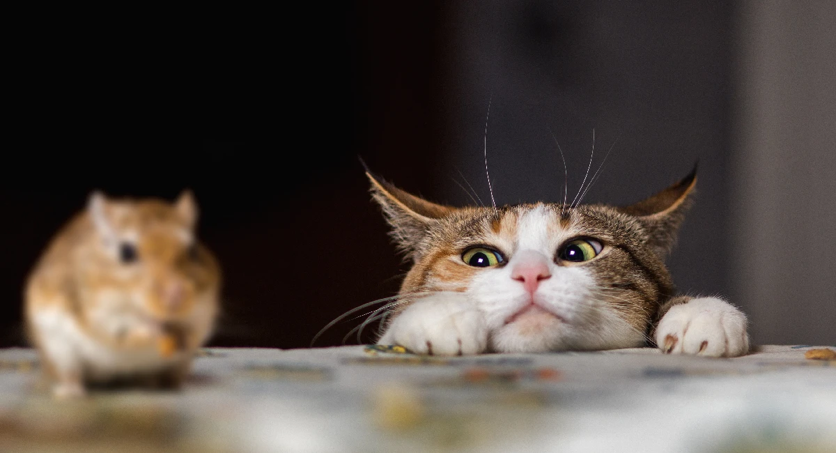 kat en muis