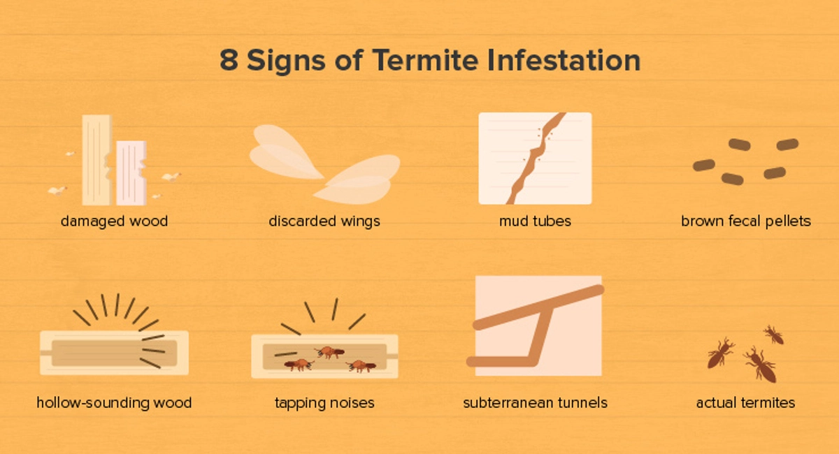 8 Signs of Termite Infestation