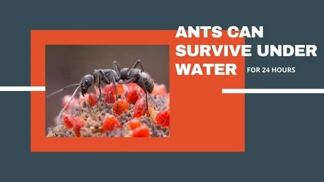Ants can survive under water