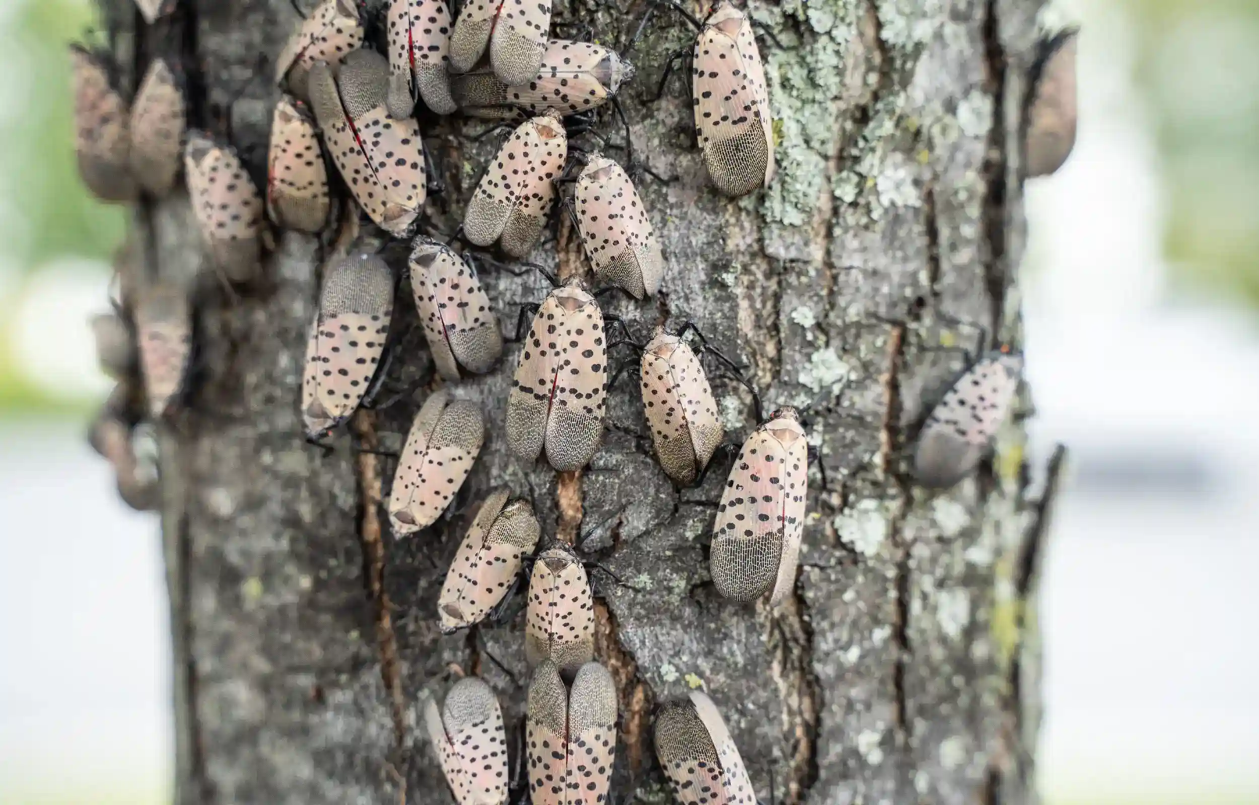 Spotted lanternflies