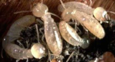termite worker