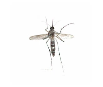 yellow fever mosquito