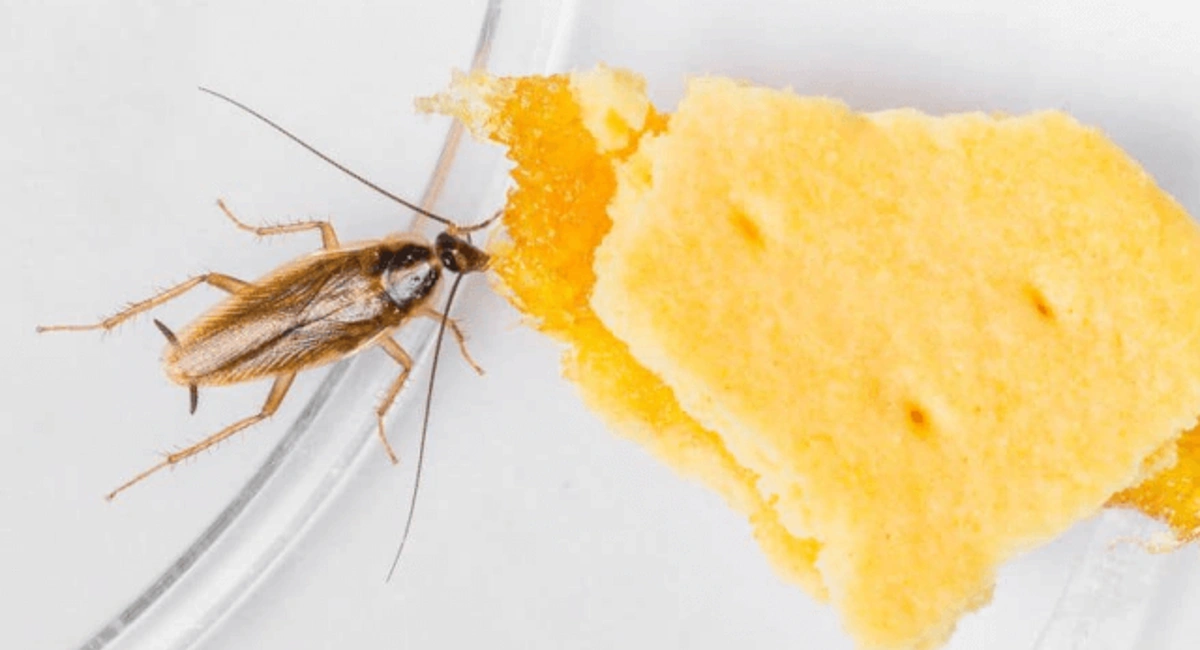 Debugged Blog Business May Face Pest Risk During COVID Cockcoaches