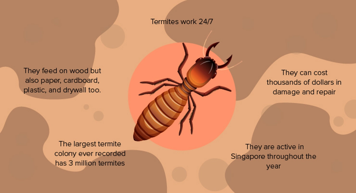 Termites work 24/7
