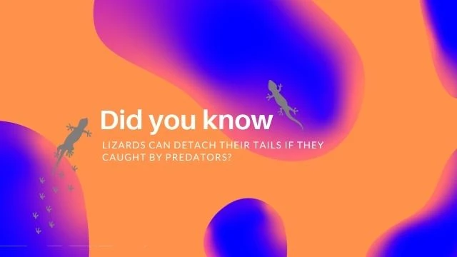 Lizard facts