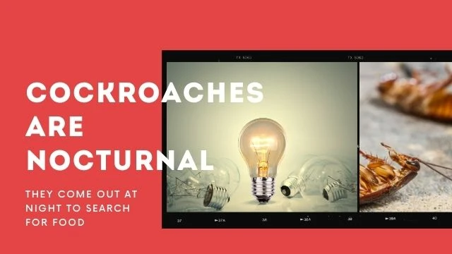Cockroaches are nocturnal