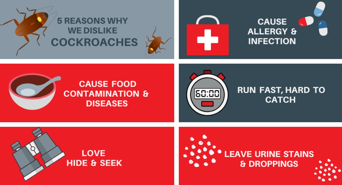 Cockroach control Singapore