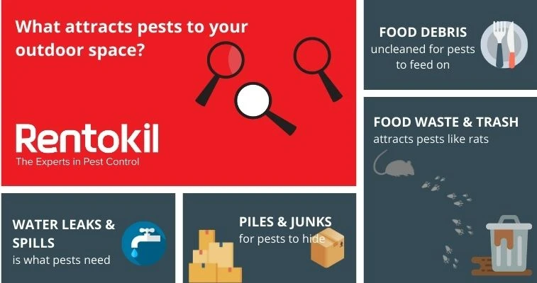 What Attracts Pests