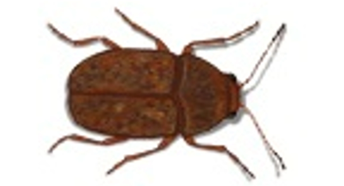 Bean Weevil