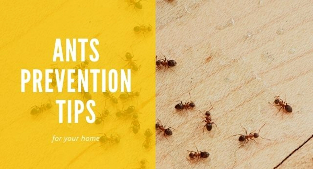 Ants Prevent Tips